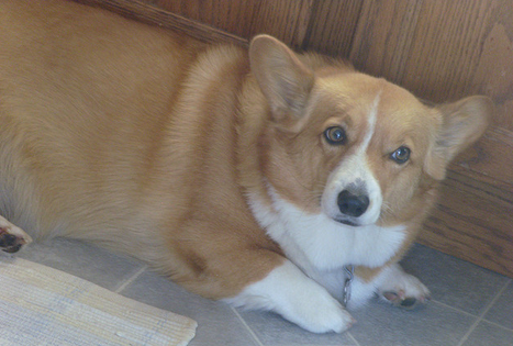 rachitisme chez un chiot