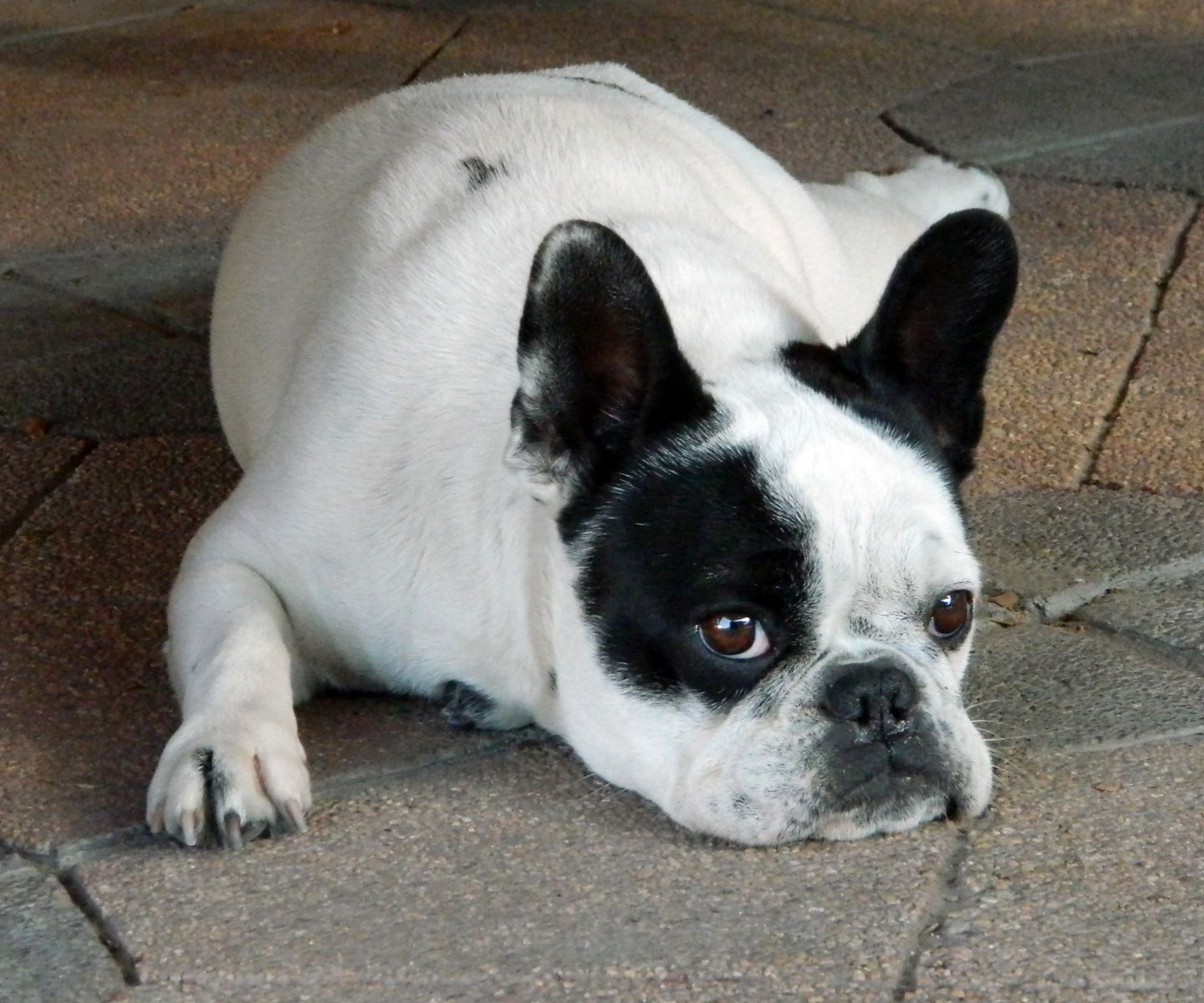 photo de bouledogue français