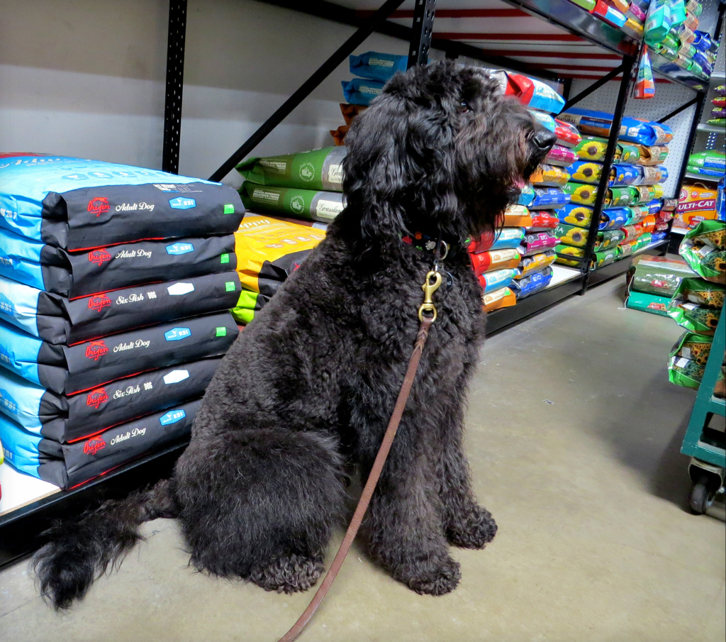 Chien et sacs de nourriture