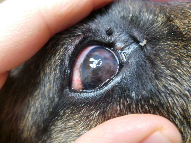 Glaucome chez un chien