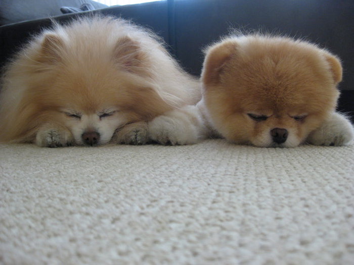 chiens de type Spitz, races de chiens, Spitz