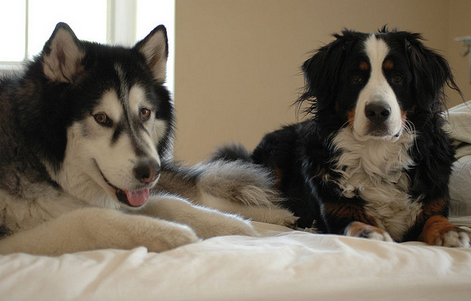 prédisposition à l'épilepsie