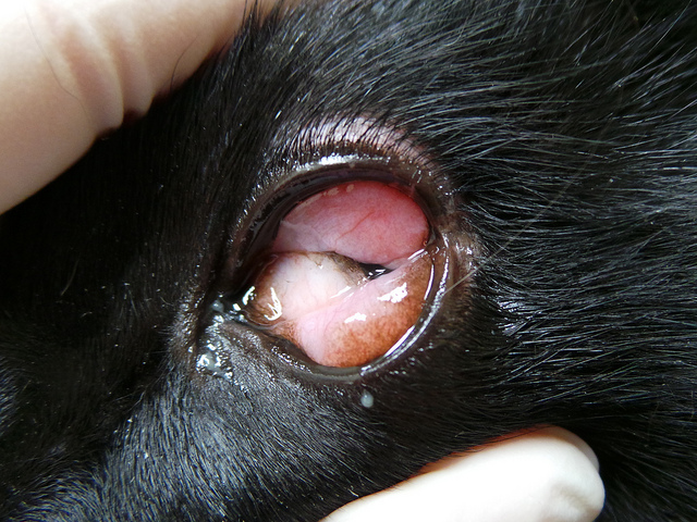 L'animal ne peut pas ouvrir l'œil par lui-même en raison d'un œdème conjonctival sévère.