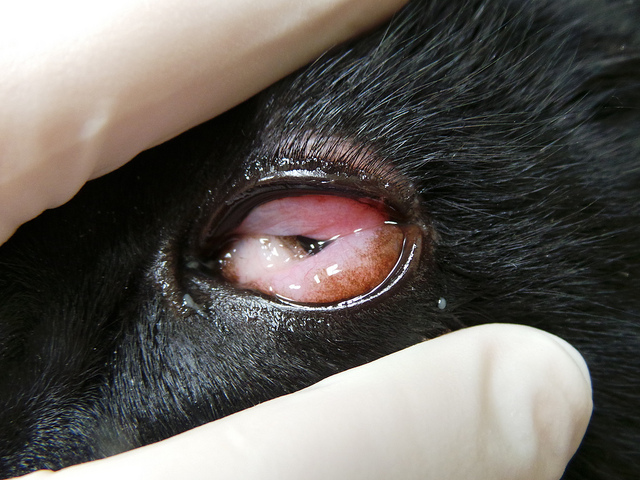 conjonctivite catarrhale persistante