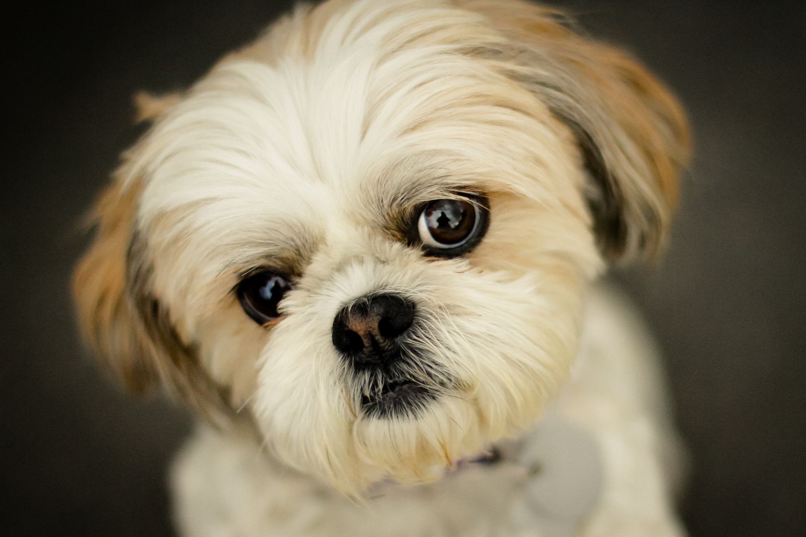 chiot Shih Tzu