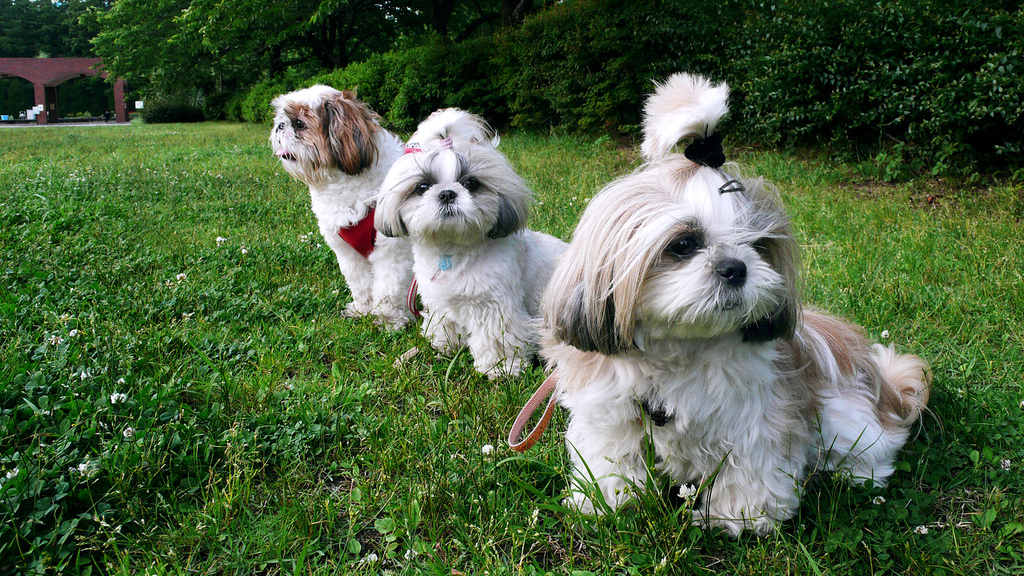 Soins pour Shih Tzu