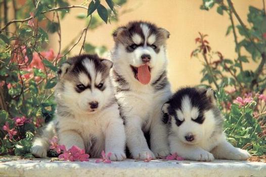chiots husky