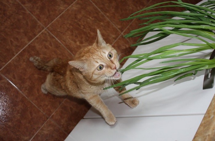 À quelle fréquence dois-je donner des vitamines à mon chat ?