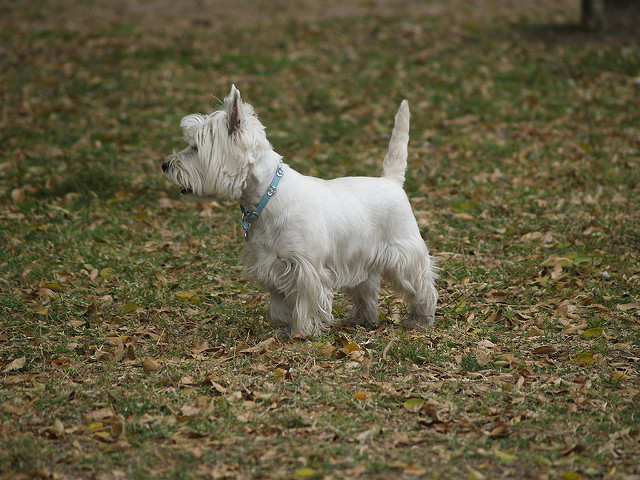 West Highland White Terrier dans le parc