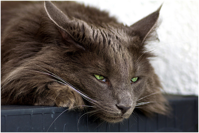 La léthargie est l'un des symptômes de la gastrite chez le chat.