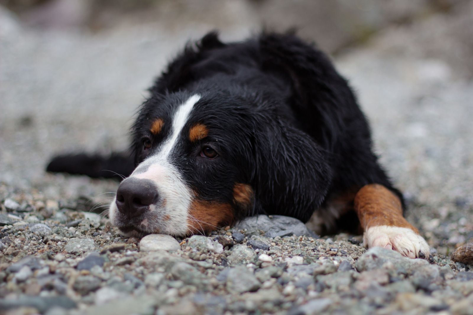 Photo d'un Bouvier Bernois (Bernese Mountain Dog)