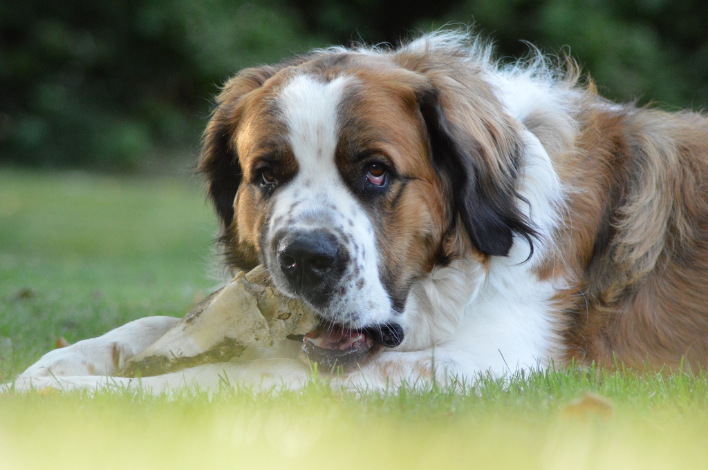 nourrir le chien de garde de Moscou