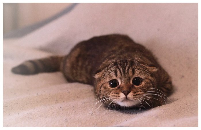 Brûlures chimiques chez les chats