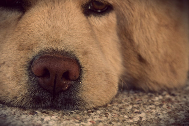 rhinite chez un chien