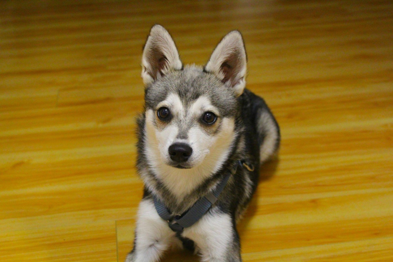 Chien Alaskan Klee Kai