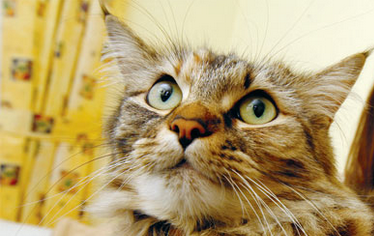 Lily est la meilleure infirmière