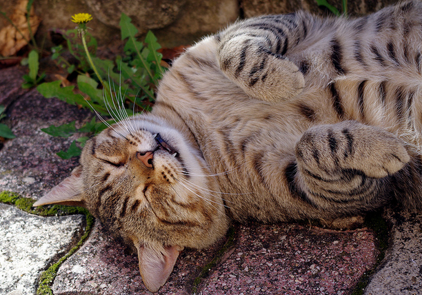 Chat européen à poil court
