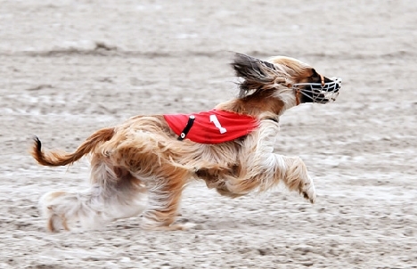 courses de lévriers afghans