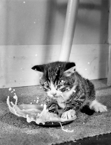 Élever un chaton, c'est du travail.