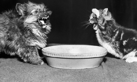 Alors, comment peut-on manger ici ?