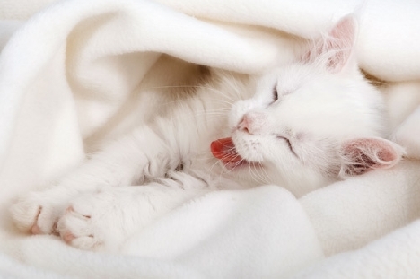 Maladies des chats angoras turcs