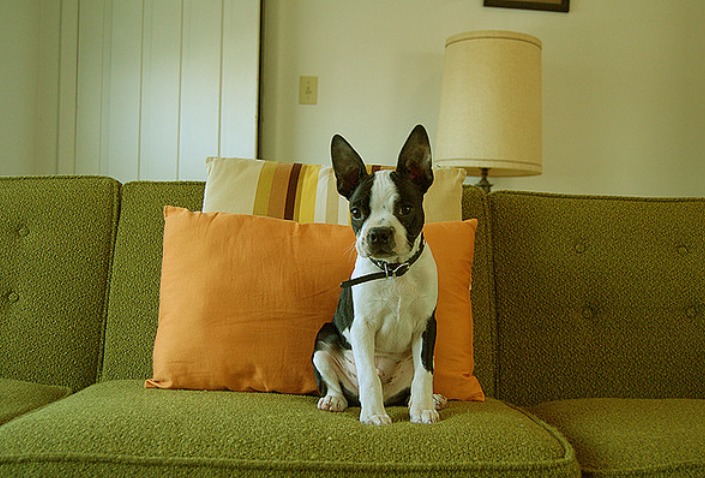 dresser un Boston Terrier