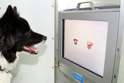 Expérience d'éthologues autrichiens