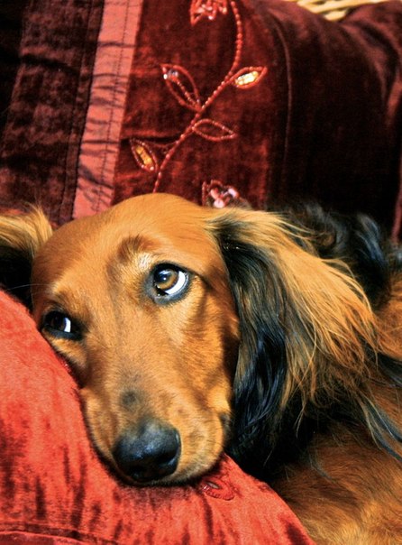 Il est impossible d'acheter un ami aussi fidèle.