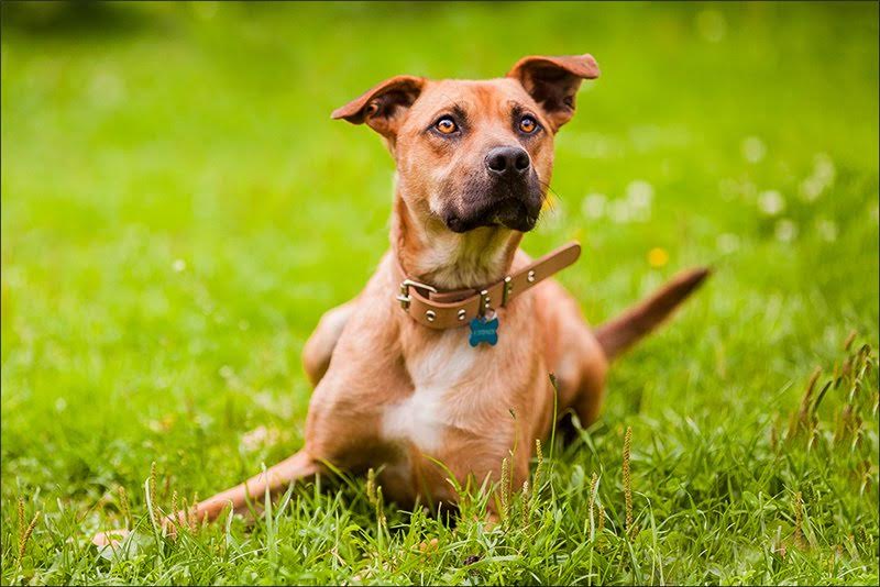 participant à une exposition de chiens errants