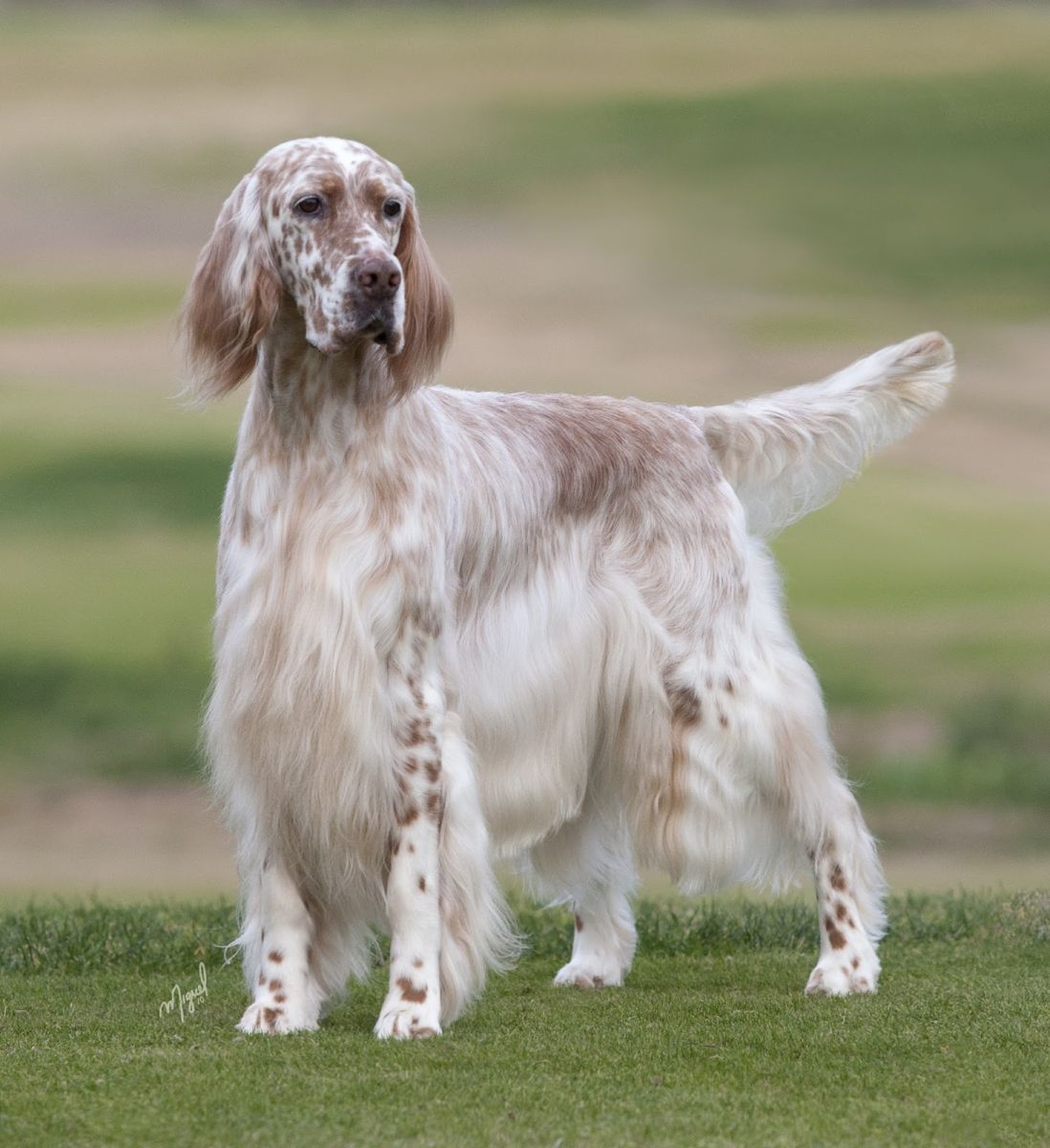 Setter anglais (Laverack)