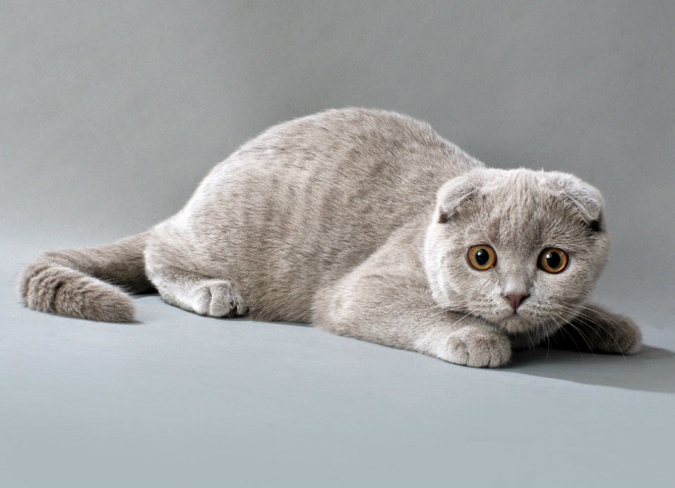 chats Scottish Fold