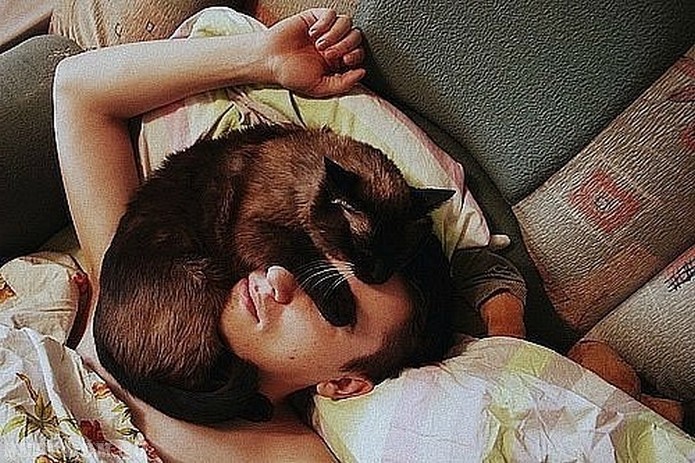 la capacité des chats à guérir les gens