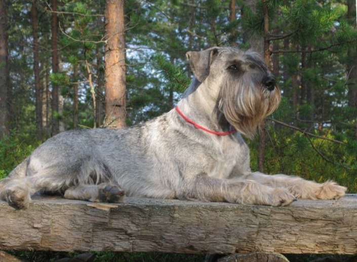 Mittel Schnauzer dans la forêt