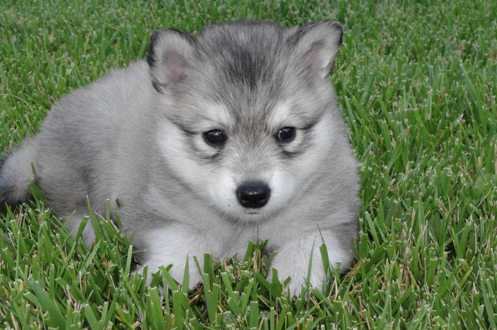 Chiot Alaskan Klee Kai