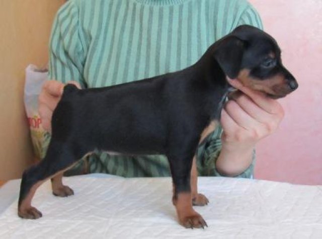 coupe des oreilles, caudectomie, chirurgie de la caudectomie et de l'occlusion