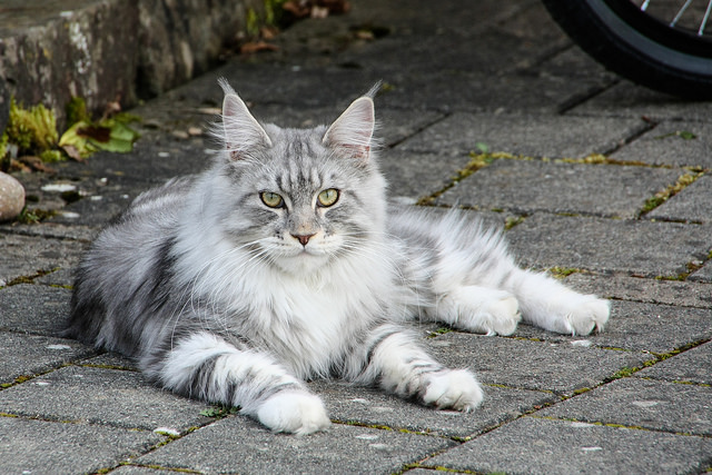 Maine Coon