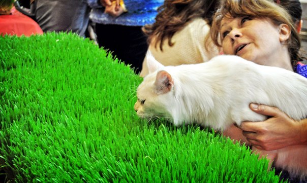 Expositions canines, où aller avec des enfants, animaux
