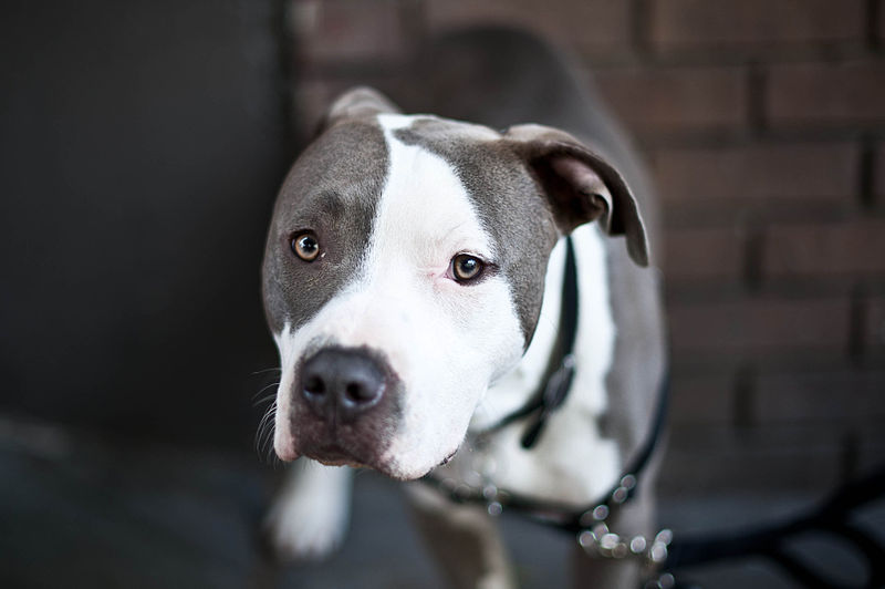American Pit Bull Terrier