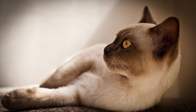Chat birman sur la photo