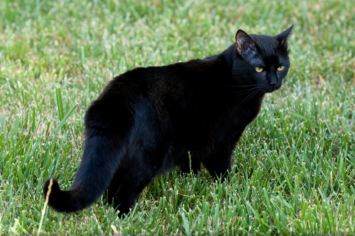 Photos de chats Bombay