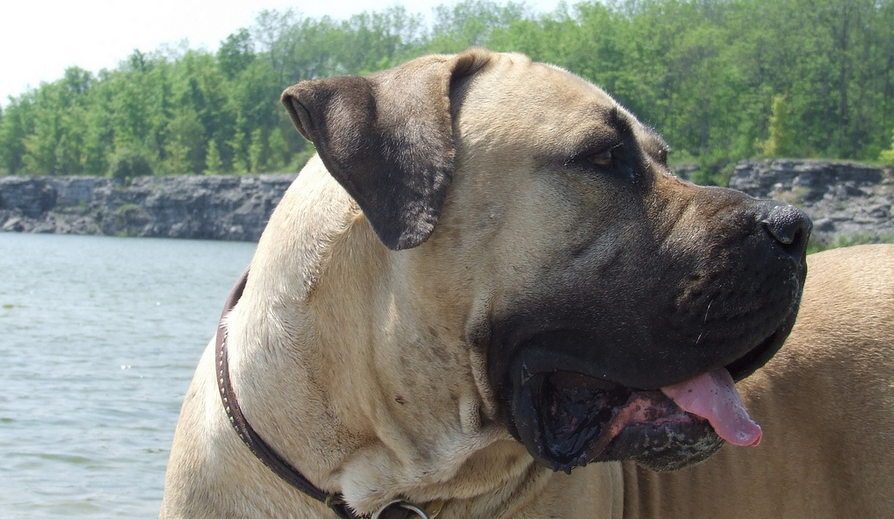 Un Boerboel sud-africain en photo