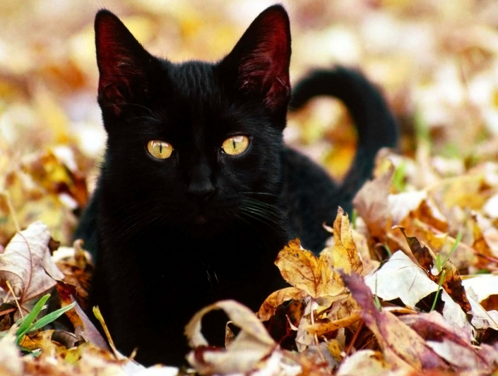 photo de chat Bombay