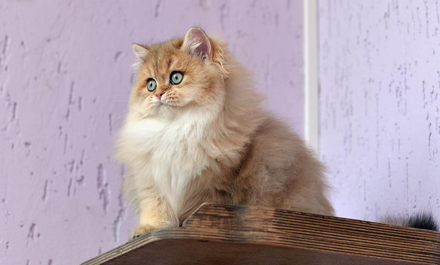 Cheveux longs britanniques