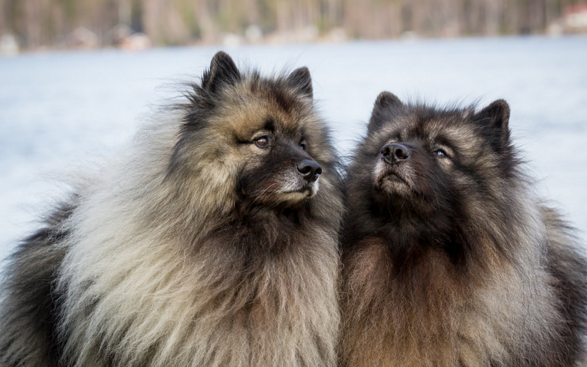 Photo d'un Keeshond (Spitz-loup) en hiver