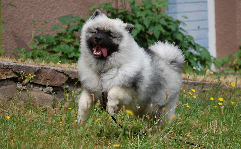 Keeshond (Wolfspitz) jeune