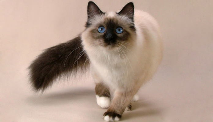 British Longhair Point