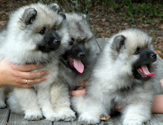 chiots Wolfspitz
