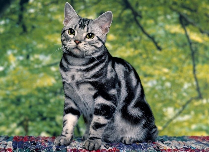 American Shorthair Tabby