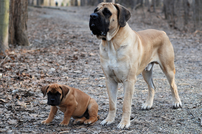 Boerboel sud-africain et chiot