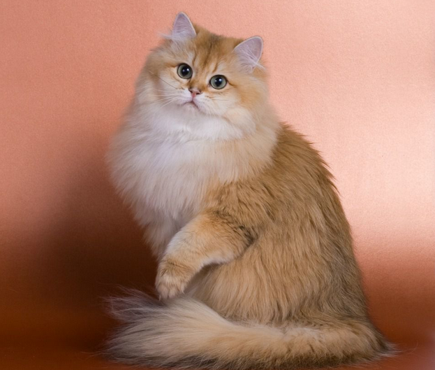 Standard britannique à poil long